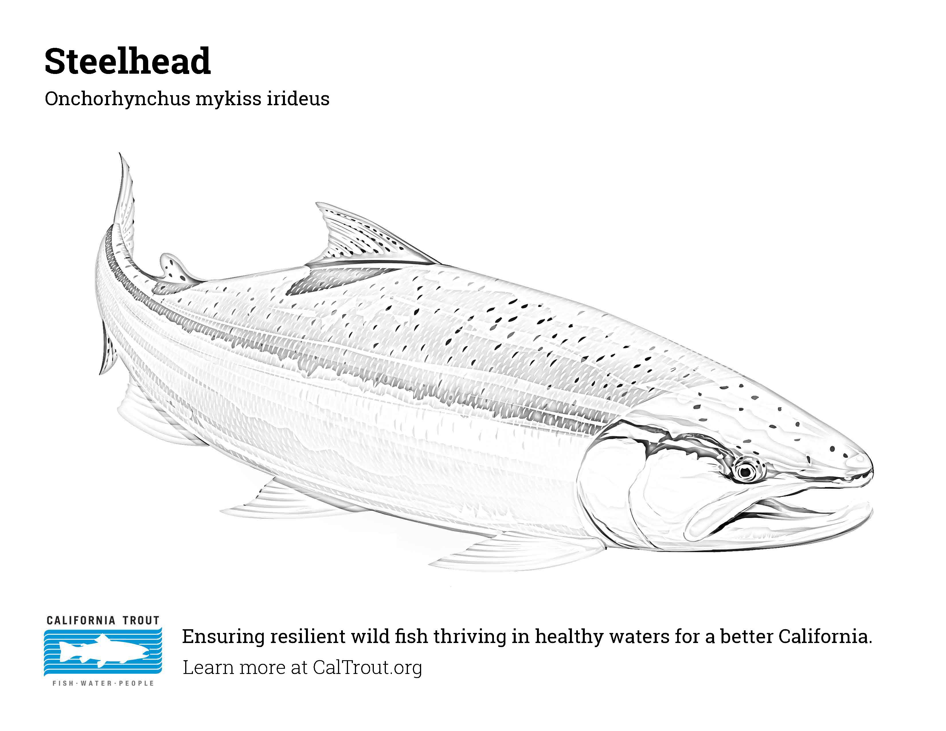 Coloring sheets california trout