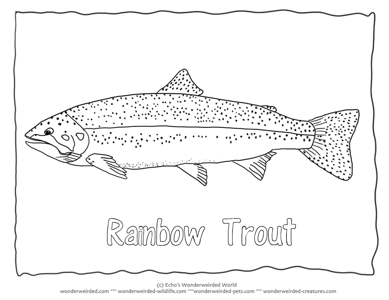 Rainbow trout coloring page rainbow trout pictures for fish coloring pages rainbow trout picture fish coloring page rainbow trout
