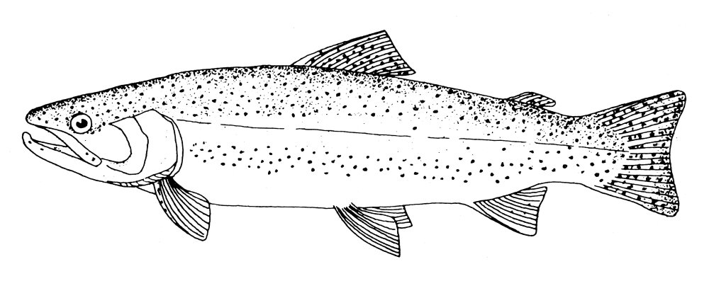 Rainbow trout nline engraving poster print by x posters prints