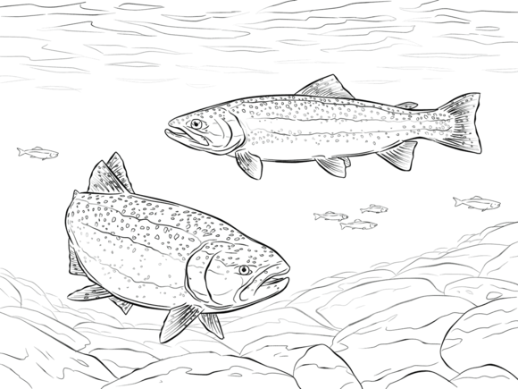 Rainbow trout coloring page free printable coloring pages fish coloring page super coloring pages rainbow fish coloring page