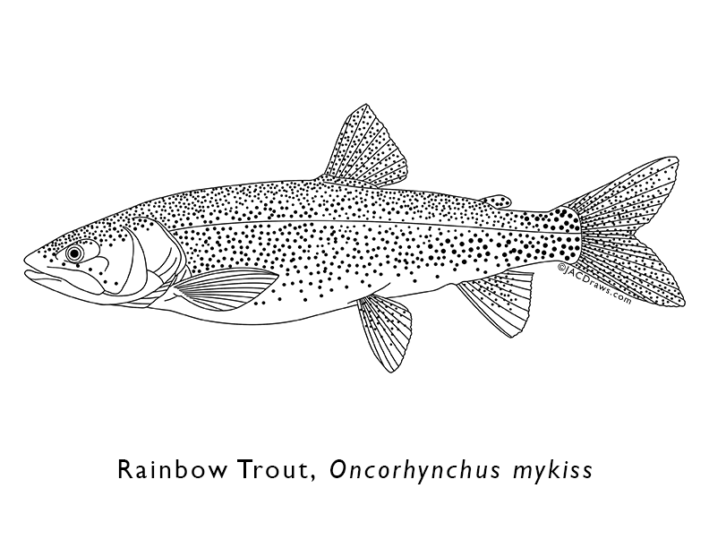 Free coloring sheets