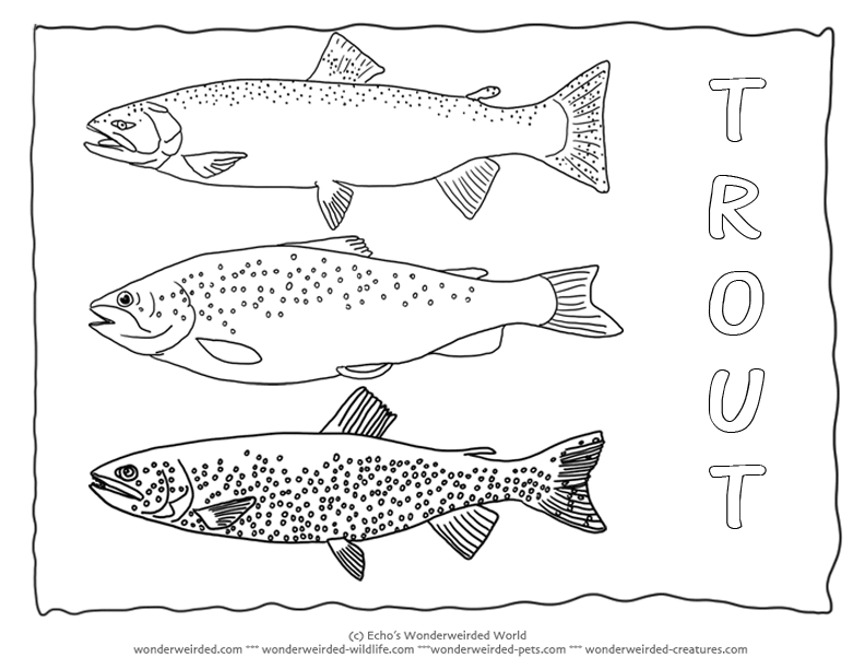 Trout fish coloring pages