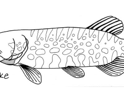 Coloring pages and activities