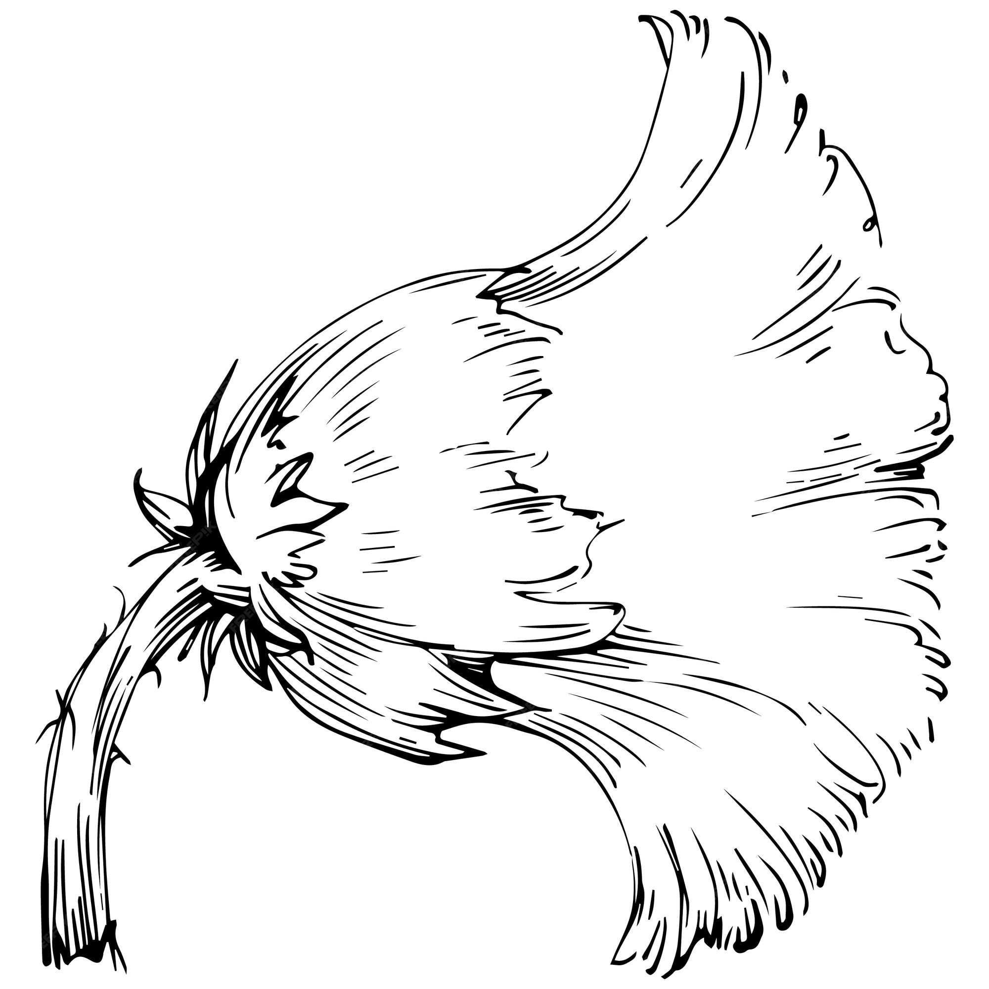 Premium vector thistle flower by hand drawing black and white clip art isolated