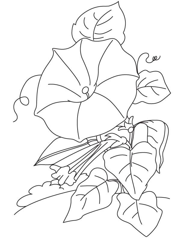 Trumpet shaped flower coloring page download free trumpet shaped flower coloring page for kids best coloring pages