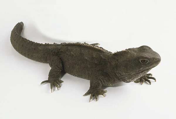 Tuatara sphenodon punctatus side view for sale as framed prints photos wall art and photo gifts
