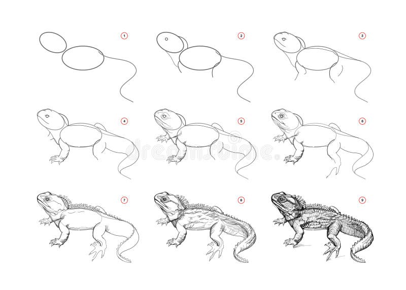Tuatara lizard stock illustrations â tuatara lizard stock illustrations vectors clipart