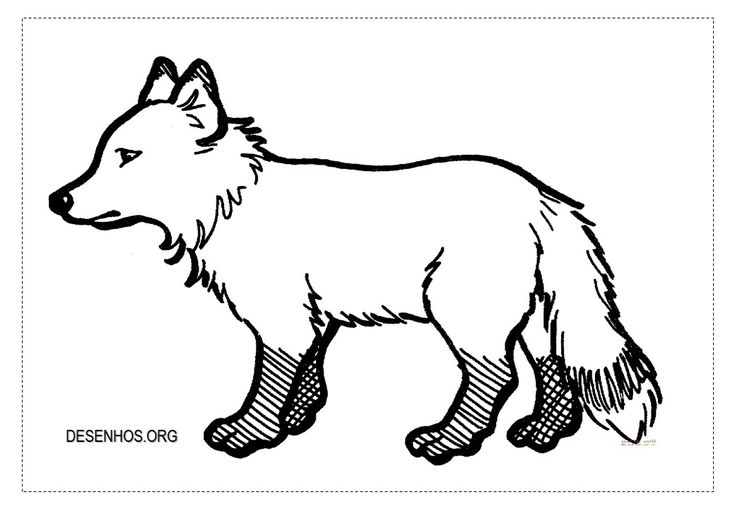 Raposas para colorir moose art animals drawing painting