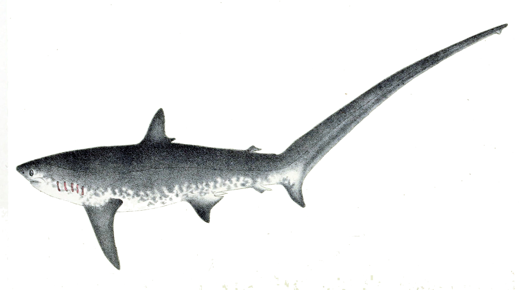 Filealopias vulpinusjpg