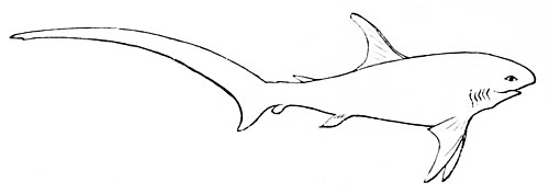 Alopiidae
