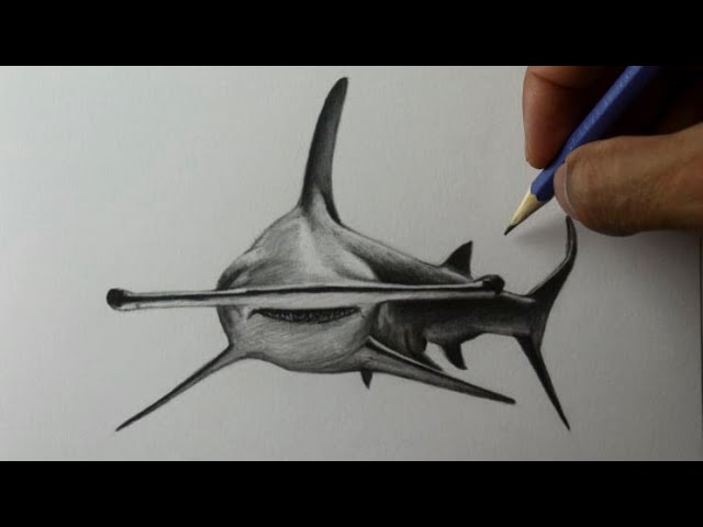 O desenhar um tubarão martelo