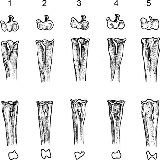 Phylogeny and taxonomy of the patagonian miocene falcon thegornis musculosus ameghino aves falconidae