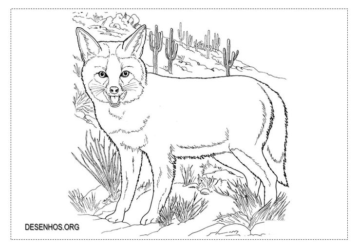 Raposas para colorir colorir desenhos para colorir desenhos