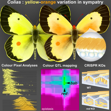 Genetics of yellow