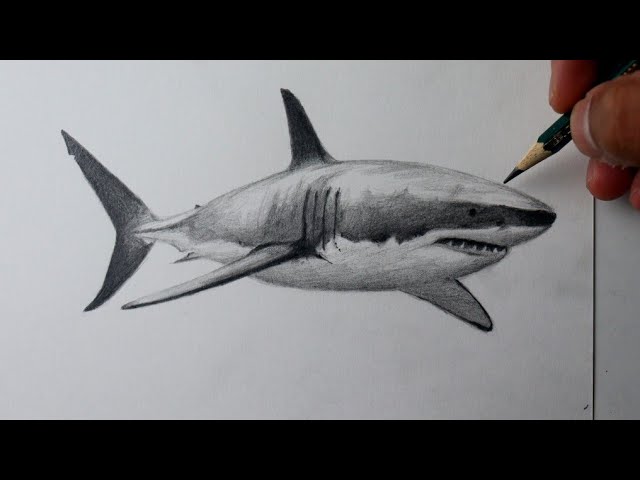 Coo desenhar u tubarão realista
