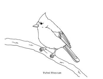 Tufted titmouse coloring page coloring pages titmouse animal drawings