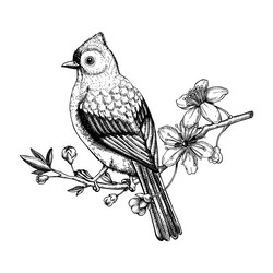 Tufted titmouse vector images