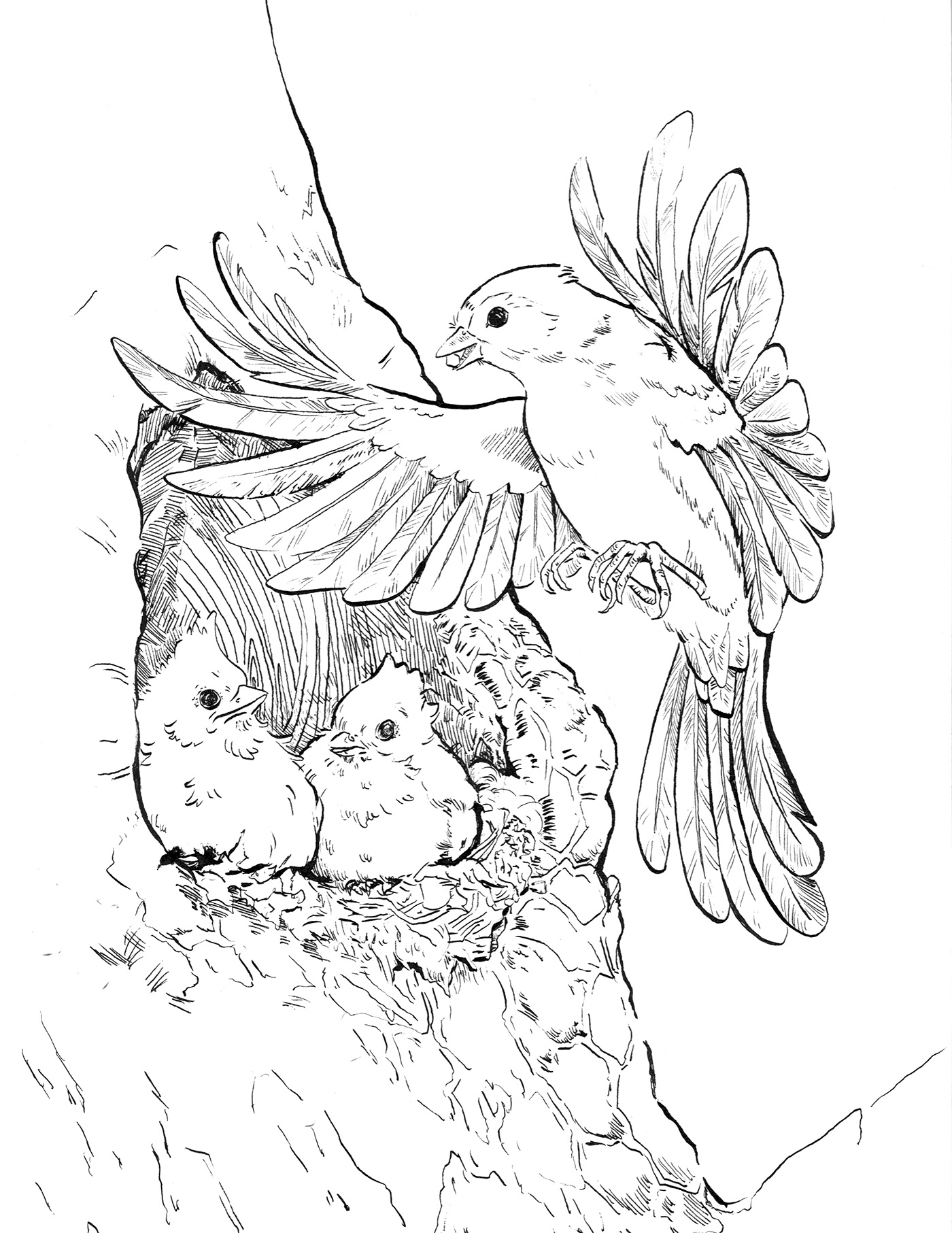 Tufted titmouse nest on