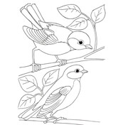Titmouse coloring pages free coloring pages