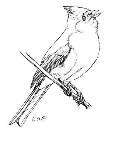 Tufted titmouse coloring page from titmouse category select from printable crafts of cartoons naâ bird coloring pages coloring pages elsa coloring pages