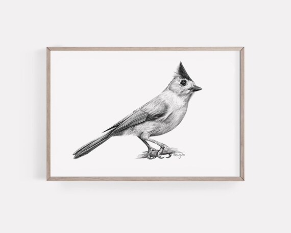 Tufted titmouse bird art print tufted tit pencil drawing wall art american garden bird sketch print from original pencil sketch unframed
