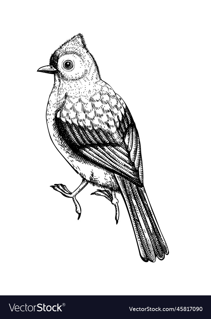 Tufted titmouse sketch hand drawn wildlife vector image