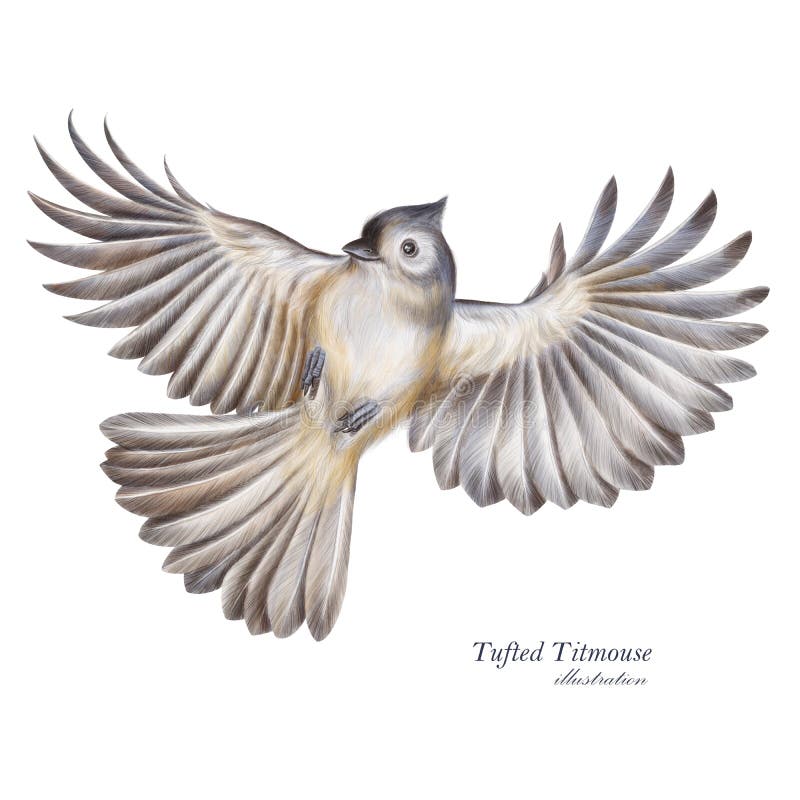 Tufted titmouse stock illustrations â tufted titmouse stock illustrations vectors clipart