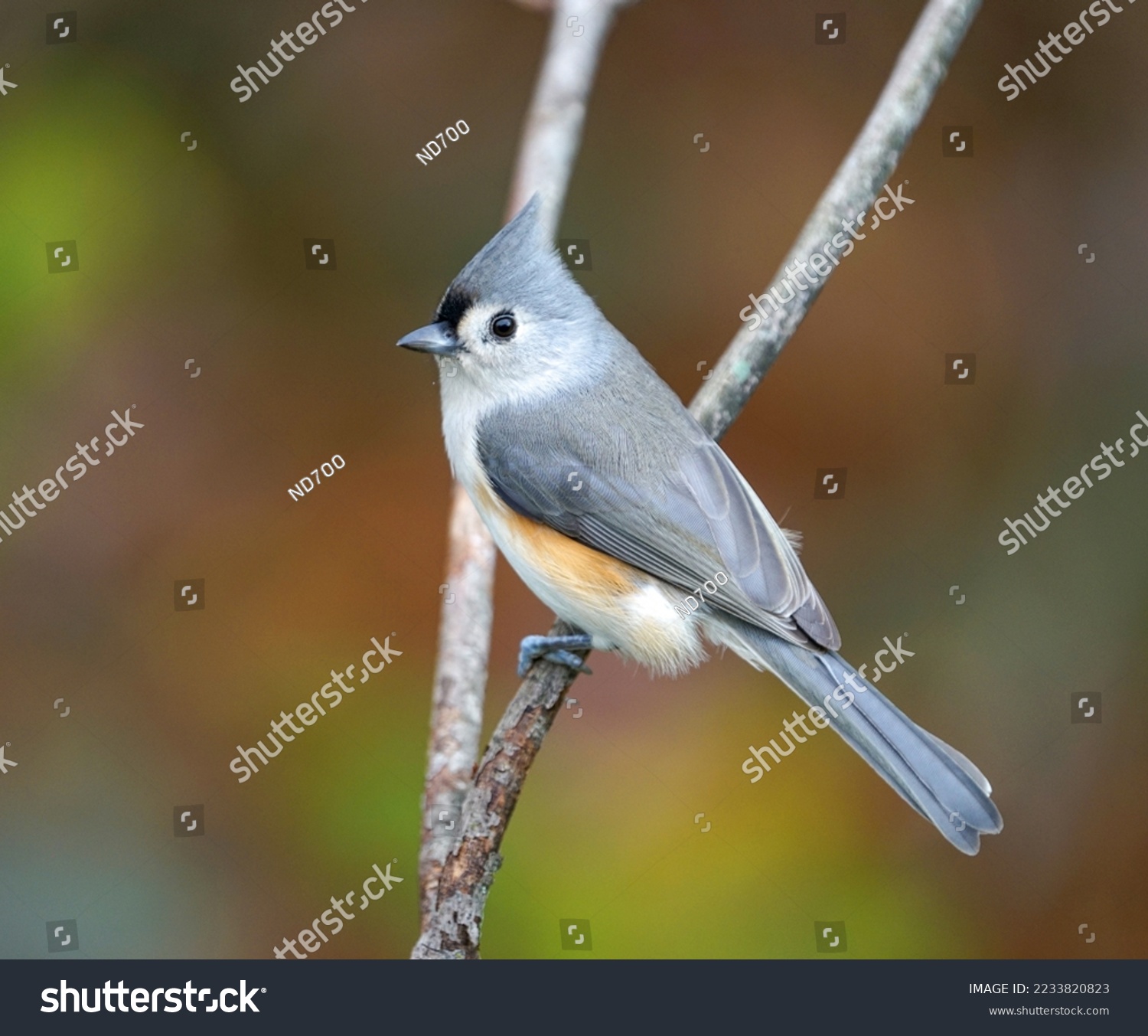 Beautiful tufted titmouse bird royalty