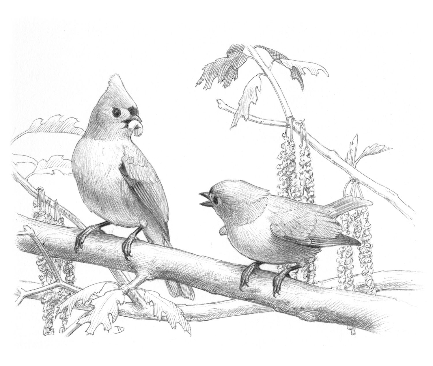 Tufted titmouse sponsor