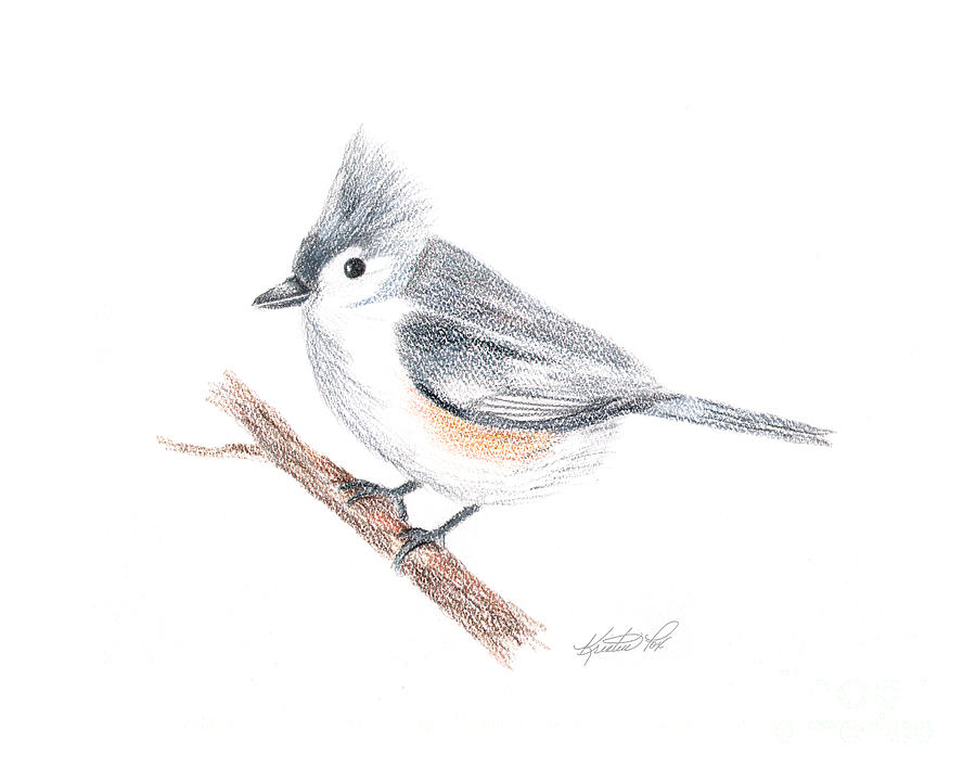 Tufted titmouse bird drawing by kristen fox