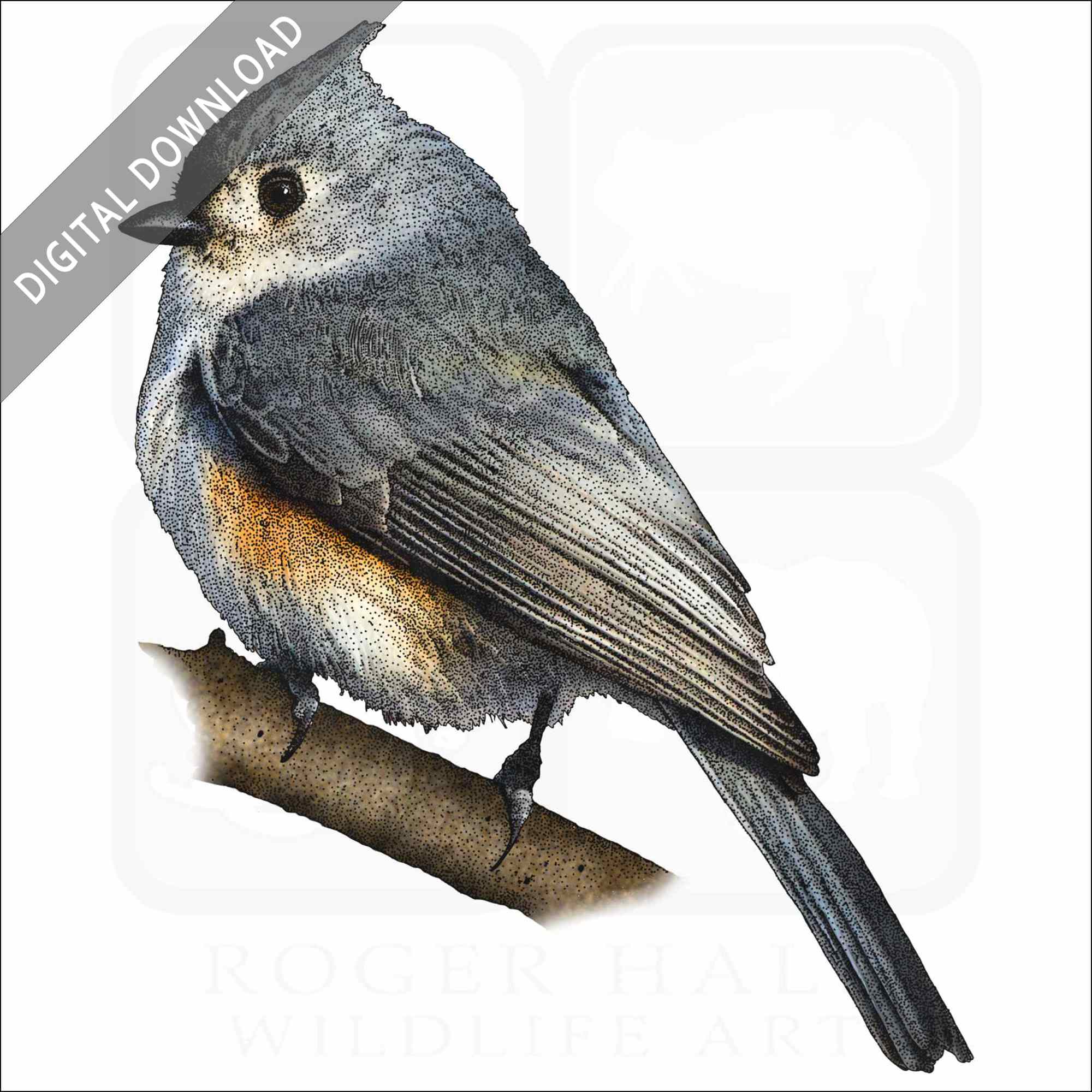 Stock art drawing of a tufted titmouse