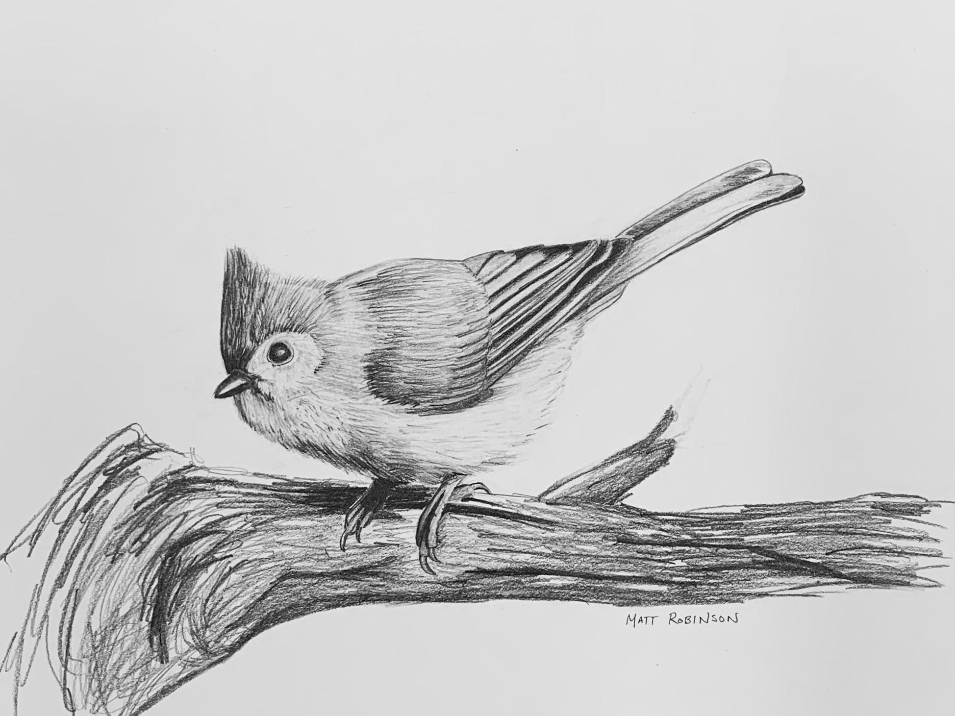 Tufted titmouse drawing with graphite pencil rbirding