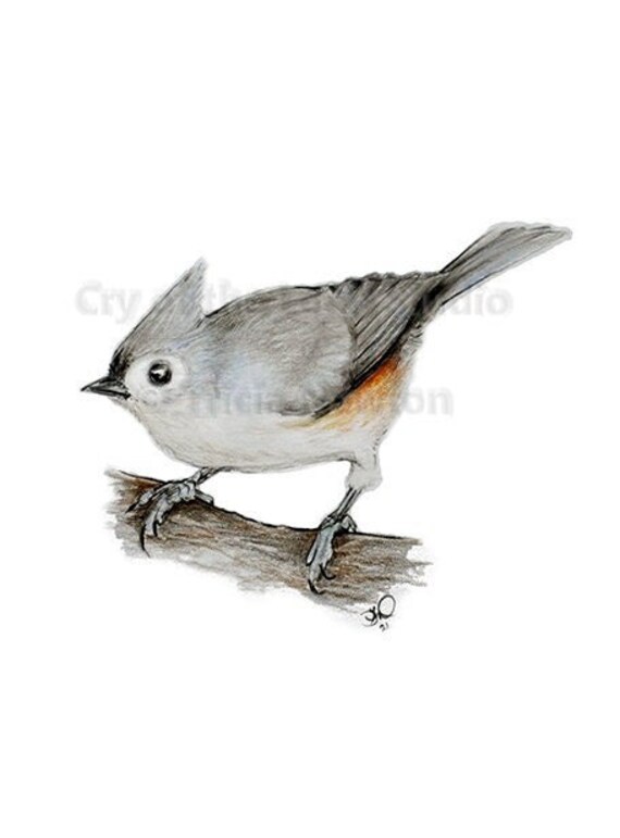 Original tufted titmouse colored pencil drawing print
