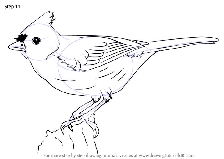 Learn how to draw a tufted titmouse birds step by step drawing tutorials titmouse titmouse bird bird drawings