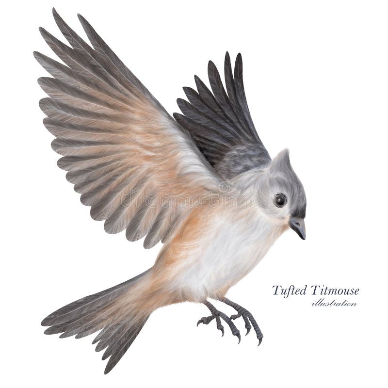 Tufted titmouse stock illustrations â tufted titmouse stock illustrations vectors clipart