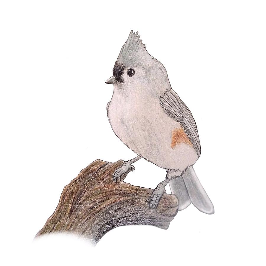 Tufted titmouse drawing by emily cornell