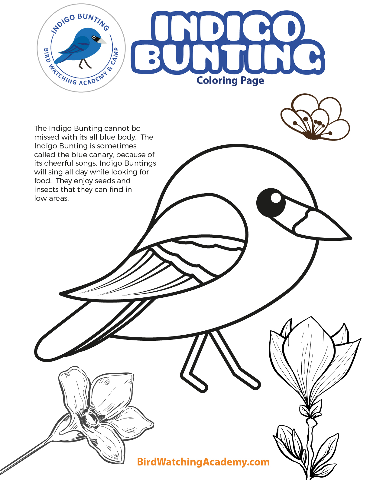 Free bird watching activities for kids
