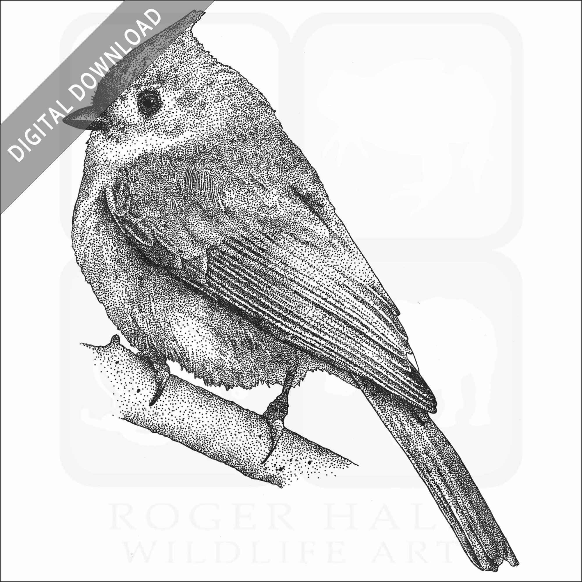 Stock art drawing of a tufted titmouse
