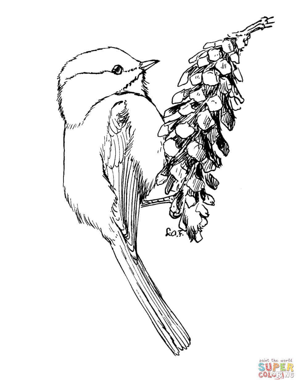 Carolina chickadee coloring page free printable coloring pages