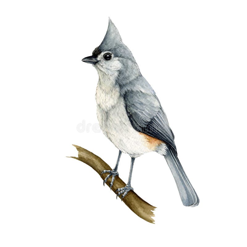 Tufted titmouse stock illustrations â tufted titmouse stock illustrations vectors clipart