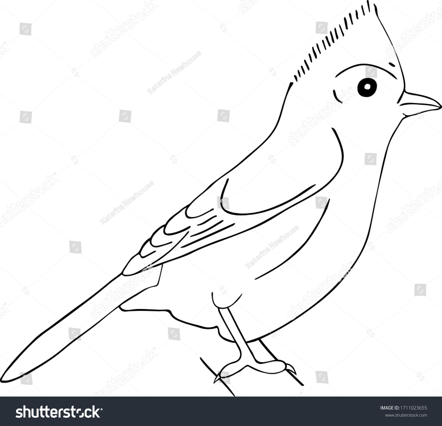 Tufted titmouse bird sitting on branch stock vector royalty free