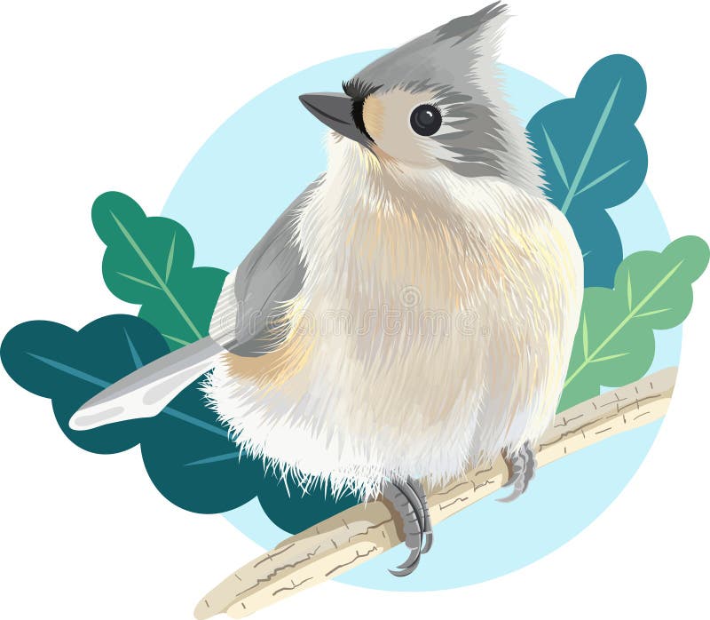 Tufted titmouse stock illustrations â tufted titmouse stock illustrations vectors clipart