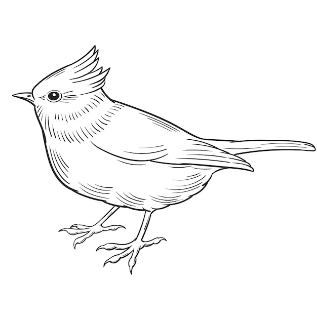 Page mockingbird drawing images