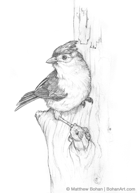 Tufted titmouse pencil sketch bohan art