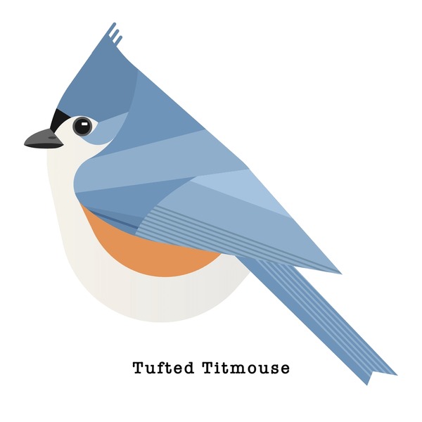 Hundred cute tufted titmouse bird royalty