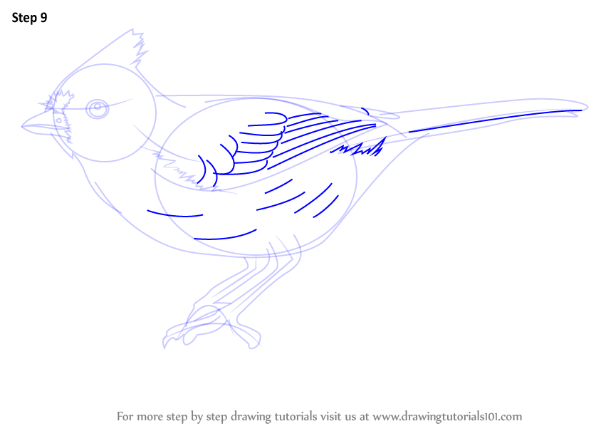 How to draw a tufted titmouse birds step by step