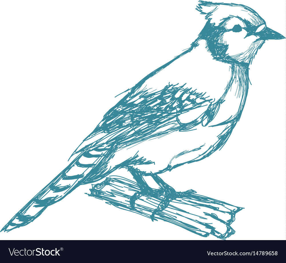 Tufted titmouse bird branch posing for a portrait vector image