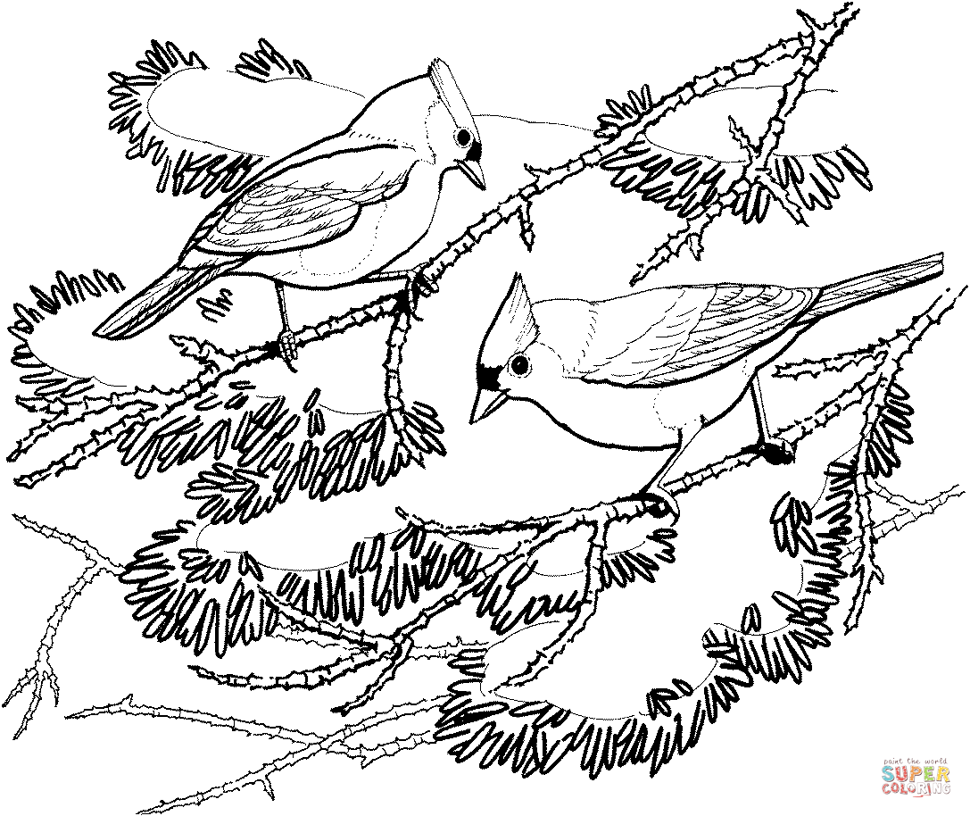 Two tufted titmouse coloring page free printable coloring pages