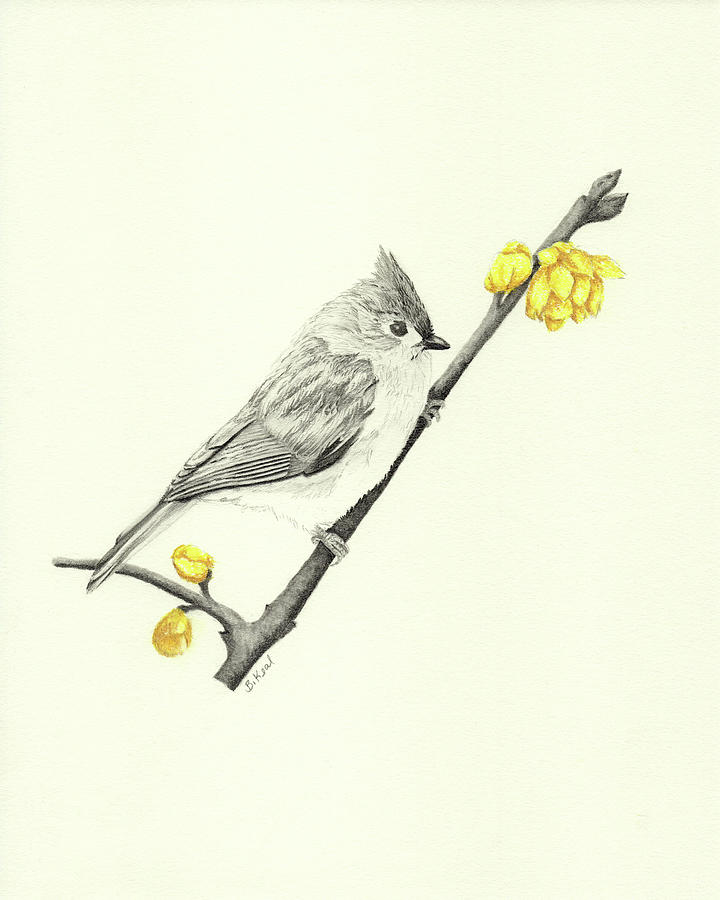 Tufted titmouse drawing by belinda keal