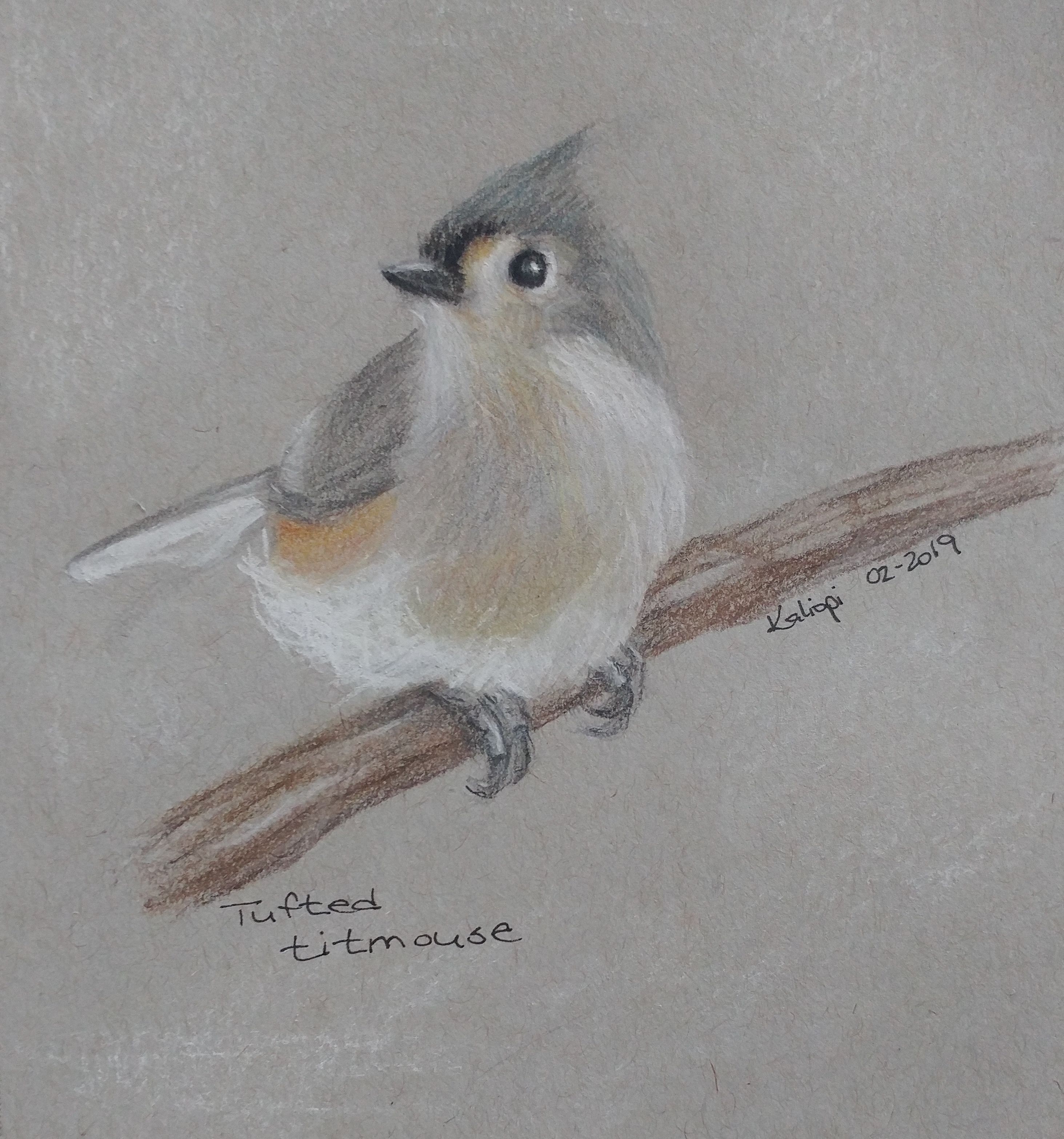 Tufted titmouse bird in coloured pencil toned paper paper drawing ap studio art